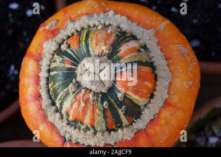 Draufsicht auf einen Turban Squash Pumpkin, Harrogate, North Yorkshire, England, Großbritannien. Stockfoto