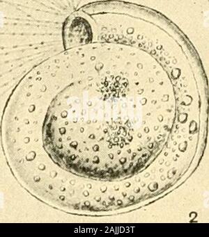 Die foraminiferen: Eine Einführung in das Studium der Protozoen. ^. Abb. 10. 1. Miliolina aus Triest, umgeben mit Jungen, x15. 2. Ein junger Muster morehighly vergrößert, erweitertes pseudopodia. x330. Nach Schultze. Schultze kam zu dem Schluss, dass die protoplasmic contentsare bis in die Ausbildung der Jungen, fornothing aber ein wenig granulare Materie remainedbehind verwendet. Beide Ehrenberg und Strethill Wright, ein paar yearslater, beobachtet die kleinen Schalen von jungen SjnriUiitaliving innerhalb der Mund der Einzelpersonen in advancedgrowth. Diese Tatsache, in der Tat, schlug und EEPROD STRUCTUEE Stockfoto