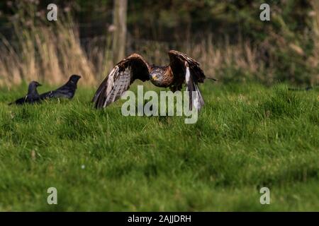 Red Kites stooping Fleisch aus dem Boden zu ergreifen Stockfoto