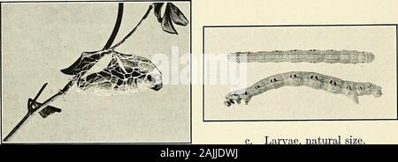 Bericht des Staates Entomologe von Connecticut für das Jahr.. . A. Kette - gepunktete Geometer. Erwachsene männliche und weibliche, natürliche Größe.. c. Larven, natürliche Größe. b. Kokon, in natürlicher Größe. Stockfoto