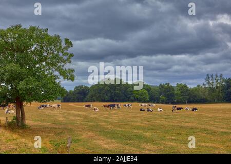 Bild von der Rinder grasen im Feld gehört. Stockfoto