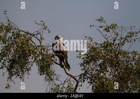 Red Kites Milvus Milvus und Landung auf einem Baum gehockt Stockfoto