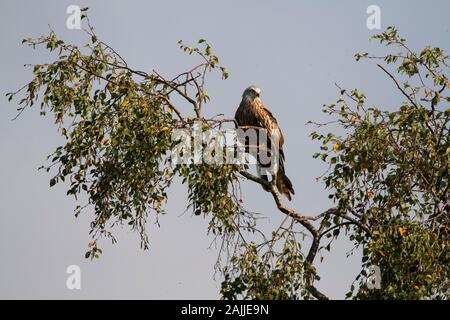 Red Kites Milvus Milvus und Landung auf einem Baum gehockt Stockfoto