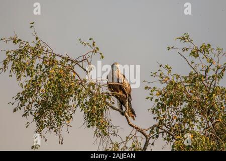 Red Kites Milvus Milvus und Landung auf einem Baum gehockt Stockfoto