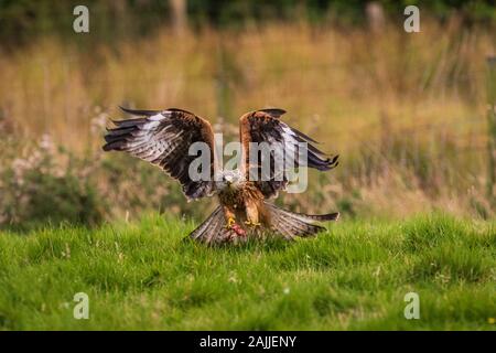 Red Kites Milvus milvus stooping Fleisch aus dem Boden in Llanddeusant Mid Wales zu ergreifen Stockfoto