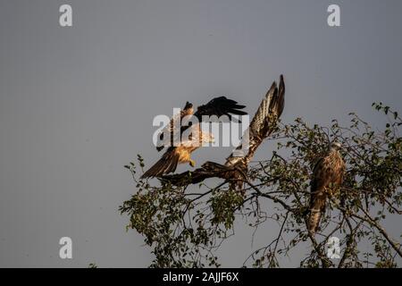 Red Kites Milvus Milvus und Landung auf einem Baum gehockt Stockfoto