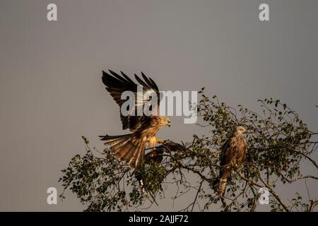Red Kites Milvus Milvus und Landung auf einem Baum gehockt Stockfoto