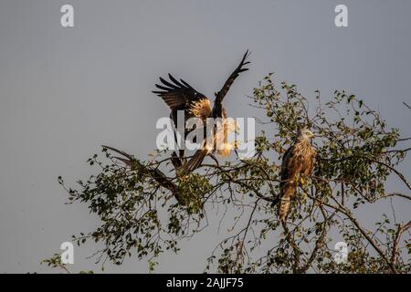 Red Kites Milvus Milvus und Landung auf einem Baum gehockt Stockfoto