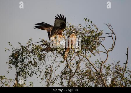 Red Kites Milvus Milvus und Landung auf einem Baum gehockt Stockfoto