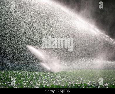 Sprinkleranlage in der Morgensonne auf einer Plantage Stockfoto