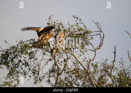 Red Kites Milvus Milvus und Landung auf einem Baum gehockt Stockfoto