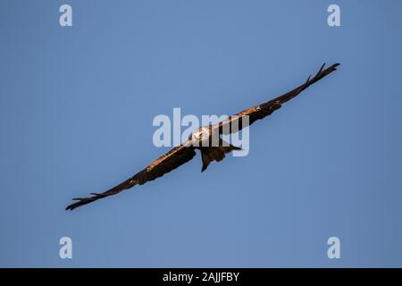 Rotmilan Milvus milvus gegen den blauen Himmel fliegen mit dem goldenen Licht Stockfoto