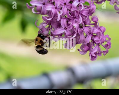 Bumble Bee Summen Flügel beim Sammeln von Nektar aus einer Lila Lila Blüte Stockfoto