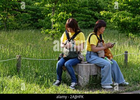 Tokio, Japan, 19. Mai 2019: Zwei japanische Frauen in Smartphone Interaktion in einem Tokio Park verloren. Stockfoto