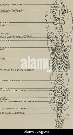 Modellierung; ein Leitfaden für Lehrer und Schüler. Zerviko-AURICULARI 3 MASTOIDO - HUMERALlS EXTERNE OBLIQUE SARTORlUS Gesäß. U5 MEDIU 5 GLUTtUS maximal 5 M. vastus LON 6 UNS HALB-zehn Dl KEINE SUS SUPERIOR 5 ACRO-COCCYGEAL LATLRAL 5 ACRO-COCCVGEAL Abb. 96,- Stamm. Superior Aspekt. Myology. Modellierung 137 SUPERIOR MAXILLARIS CORONOID PROCtSa MINDERWERTIGER MAXILLARV RIPPEN. Pastete LLA ILIUMSACRUM GROSSEN Trochanter major des Femur ISCHIUMCOCCV TUBEROSITY OP6E. AL VERTEB/t Abb. 97.-Trunk. Superior Aspekt. Osteologie. 138 Modellin g Stockfoto