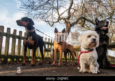 Vier Hunde auf mit großem Interesse, an einem Zaun gebunden Stockfoto