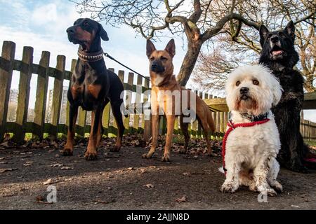 Vier Hunde auf mit großem Interesse, an einem Zaun gebunden Stockfoto