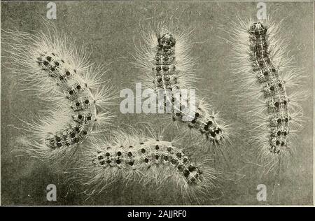 Bericht des Staates Entomologe von Connecticut für das Jahr.. . B. Die Behandlung ein Ei-Masse mit Kreosot. SCHWAMMSPINNER CONTROL FUNKTIONIEREN. Platte XI. a. Schwammspinner Raupen. Natürliche Größe. Stockfoto