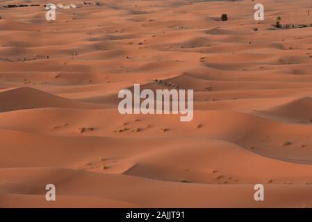 Am frühen Morgen wandern Touristen auf Kamelen durch die goldenen Sanddünen der Sahara-Wüste, Erg Chebbi, Merzouga, Marokko, Nordafrika. Stockfoto