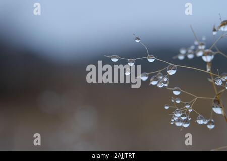 Wassertropfen auf Gras in einem Feld. Stockfoto