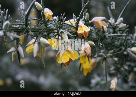 Gelber Ginster bush Blüten in Frost bedeckt Stockfoto