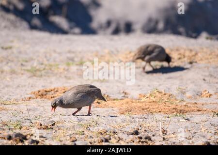 Rotschnabelkauz, Pternistis adspersus, Makgadikgadi Pans National Park, Kalahari, Botswana. Auch bekannt als Red-billed Francolin Stockfoto
