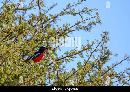 Crimson-breasted Shrike, Laniarius atrococcineus, auch Crimson-breasted Gonolek, Makgadikgadi Pans National Park, Kalahari, Botswana genannt Stockfoto