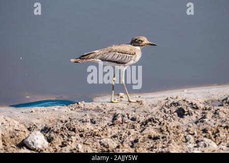 Wasser Dickknee, Burhinus vermiculatus, Makgadikgadi Pans National Park, Kalahari, Botswana Stockfoto