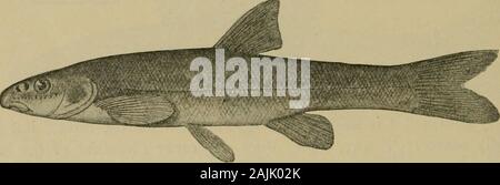 Smithsonian sonstige Sammlungen. Abb. S 3.- Rhinichthys didcis. Nach Jordanien und Evermann. Oft in Schwarz extended-gerochene Dace. Die wenigen Arten zeichnen sich durch einen vorspringenden Schnauze, unterständigem Maul, dunkle Farbe, Andgenerally eine dunklere längs der seitlichen Streifen auf jeder Seite; in thebreeding Jahreszeit jedoch die Männer übernehmen einen brillanten Kleid, becom - mehr oder weniger durchdrungen mit Crimson ing. Sie sind aktive kleine Fische, lieber klare Bäche, ausgeführt und sind viel für Köder forlarger Fische verwendet. Sie bereiten ein Nest von Steinen für den Empfang von theeggs, die von der m genommen wird Stockfoto