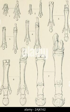 Das Pferd, seine Behandlung in der Gesundheit und in der Krankheit mit einer vollständigen Anleitung zur Zucht, Training und Management.se. Zu einer sehr schlanken Rudiment reduziert. In diesem Tier die ulna (Abb. 669) ist gut entwickelt, aber die Fibel hat ganz rudimentär geworden; die Formen der molaren Zähne haben nicht sehr considerablechange. In der Miohippus, der Zeitgenosse der Anchitherium Europas, die Extremitäten bleiben fast wie in der mesohippus. Die ulna hat der unteren Teil stark reduziert; die andere Extremität - Knochen bleiben fast Thesame. Im Miozän gehört auch die Merychippus, gefunden throughouta l Stockfoto