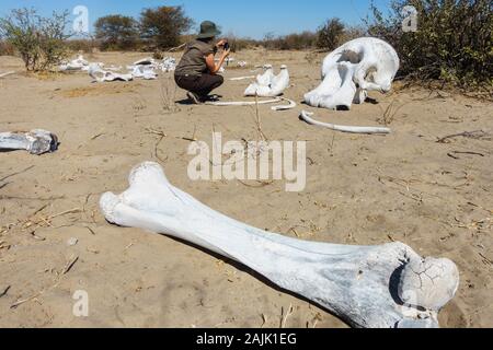 Tourist fotografiert einen Elefantenschädel und Knochen, Makgadikgadi Pans National Park, Kalahari, Botswana Stockfoto