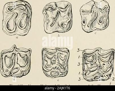 Das Pferd, seine Behandlung in der Gesundheit und in der Krankheit mit einer vollständigen Anleitung zur Zucht, Training und Management. Skelett von PROTOROHIPPUS fossilen Vorfahren DES PFERDES 511. Abb. til) 7. - Obere Jlolars der fossilen Vorfahren des Pferdes rt, Hyracotherium; Li, Mesohippiis; c, Anchitherium; rf, Protohippus; e, Hipparion; /, 1, Dentin; 2, Email; 3, crnsta petrosa. Verschlissene oder freiliegenden Flächen der oberen Backenzähne von fünf Tieren und von thehorse thesefossil infig sind vertreten. G67; damit thedevelopment aus der COM-dabei einfache Datenstruktur der Zahn des Chartern - cotherium zu Stockfoto