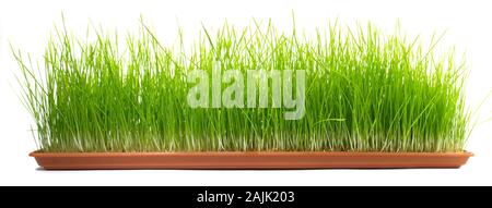 Wachsende Wheatgrass auf weißem Hintergrund Stockfoto