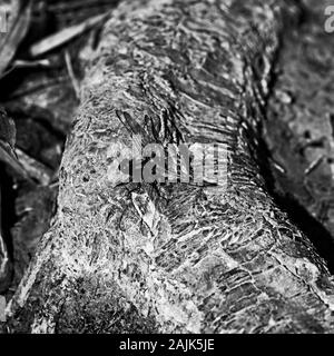 The Woodlands, TX USA - 04-02-2019 - Blue Dragon auf Log in den Wäldern in B&W Fliegen Stockfoto