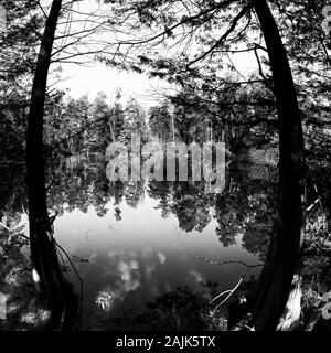 Conroe, TX USA - 11/15/2019 - Herbst Bunte Bäume am See 4 in B&W Stockfoto