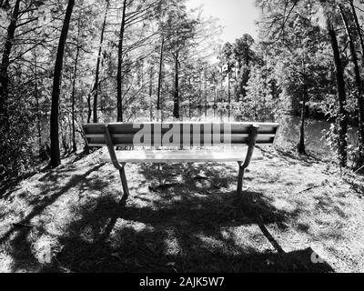 Conroe, TX USA - 11/15/2019 - Herbst Bunte Bäume am See mit Park in Bank in B&W Stockfoto