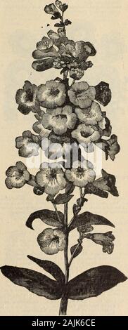 Die Farquhar Katalog der Samen 1900: Pflanzen, Blumenzwiebeln tools Düngemittel, Verbrauchsmaterialien. - Scharlach flowerswith schwarze Flecken. Höhe, drei Fuß 05 Nr. Pkt. PAPAVER, ODER POPPY - fortgesetzt. 6272 - Hybridum.  Schattierungen von rosa, Purpur und Scharlach. .106273 - Blush Königin. Blass Blush Pink 106275 - Parkmanii. Tiefes Purpur mit schwarzen Fleck an der Basis der Blütenblätter 10 6277 - Semi-Plenum. Semi-doppelzimmer; orange - Scharlach mit schwarzen Flecken 10 6280 Pilosum. Große Lachs-rot Blumen; Gewohnheit Zweig - ing. Zwei Füße •-10 6285 JPARDANTHUS Chinensis. Auffällige hardy perennialwith orange-roten Blüten gesichtet violett-braun. Höhe 0,90 m Stockfoto