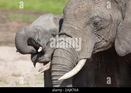 Mutter Afrikanischer Elefant mit ihrem Kalb trinken neben ihr Stockfoto