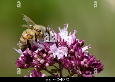 Honigbiene (Apis mellifera) mit sehr abgenutzt Flügel nectaring auf einem wilden Majoran (Origanum vulgare) flowerhead in einem Kreide Grünland Wiese, Wiltshire, UK, Stockfoto