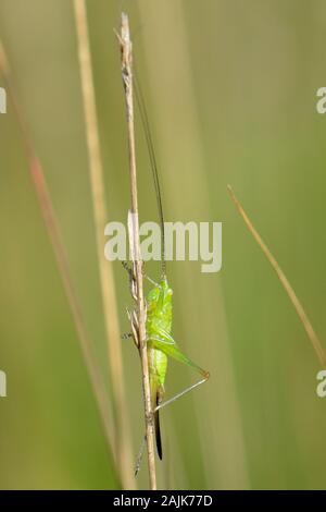 Lange geflügelte Pfeilspitze (Conocephalus verfärben) weibliche Nymphe auf Gras Stammzellen in einem Sumpf, Studland Heide, Dorset, Großbritannien, Juli. Stockfoto