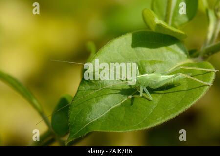 Eiche Bush - Kricket (Meconema thalassinum), Endgültige instar Weiblichen im Garten Hecke, Wiltshire, Großbritannien, Juli. Stockfoto