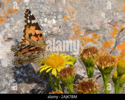 Painted Lady butterfly (Vanessa cardui) nectaring auf goldenen Queller (Inula crithmoides) Blüte, von der Küste Felsen, Gower, Wales, UK, August. Stockfoto