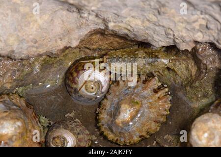 Meer Slater/Strand woodlouse (Ligia oceanica) am Rande eines Rock Pool in der Nähe von Gemeinsamen napfschnecken und ein Lila top Shell, Wales, Großbritannien Stockfoto