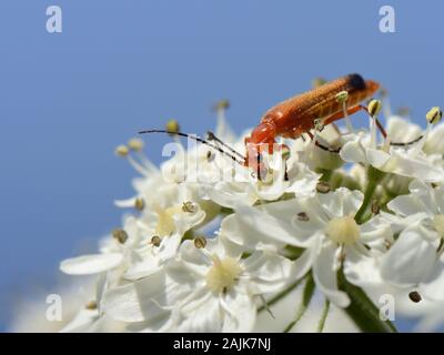 Gemeinsame Soldat Käfer rot/schwarz - gespitzt Soldat Käfer (Rhagonycha fulva) Nektar füttern auf Gemeinsame scharfkraut Blumen (Heracleum sphondylium), UK. Stockfoto