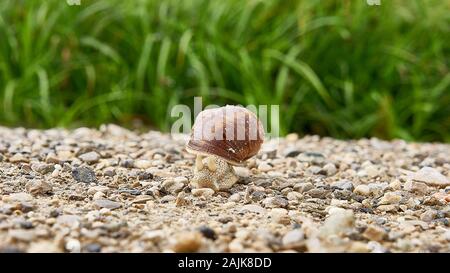 Nahaufnahme der Schnecke, die einen Schotterwanderweg in der bayerischen Landschaft bei Oberammergau durchquert. Stockfoto