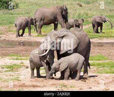 Elefant und Kälber Graben im trockenen Flussbett für Wasser und Mineralien Stockfoto