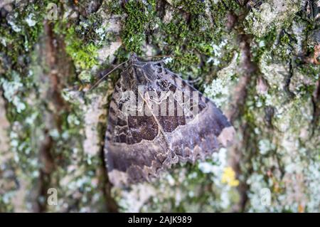 Alte Dame Motte auf Baumrinde Stockfoto