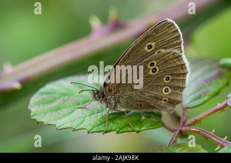Ringelwürmer Schmetterling auf einem dornbusch Blatt Stockfoto