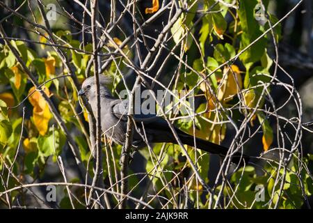 Grauer Go-Away-Vogel, Corythaixoides concolor, Makgadikgadi Pans National Park, Kalahari, Botswana. Auch bekannt als Go-Away Bird, Grey Loerie oder Kwêvoël Stockfoto