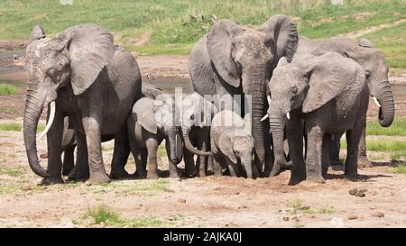 Familie Gruppe Elefanten Graben im Tarangire River Bed für Wasser zu trinken. Stockfoto